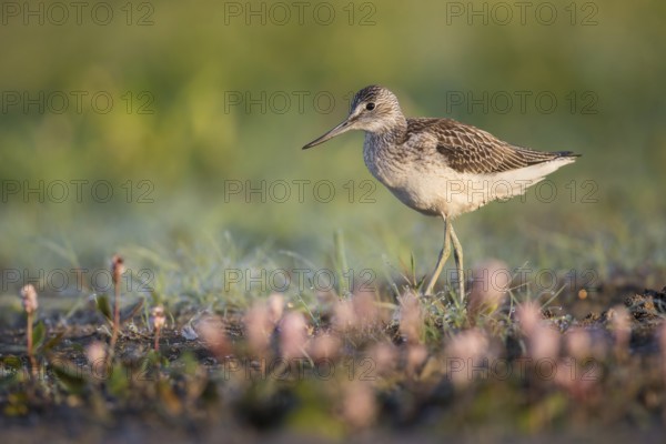 Common Greenshank (Tringa nebularia) foraging, Poland