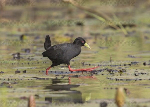 Black Crake (Amaurornis flavirostra) foraging, Gambia