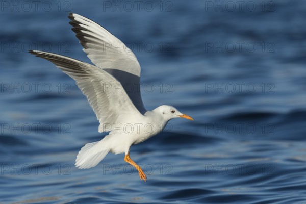 Slender-billed Gull (Chroicocephalus genei) flying, Eilat, Israel