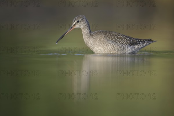 Spotted Redshank (Tringa erythropus), Thuringia, Germany