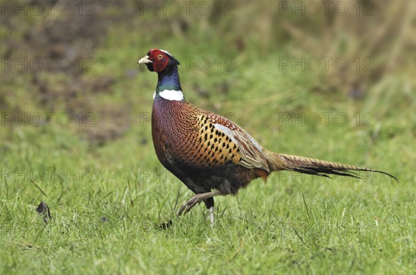 Common Pheasant (Phasianus colchicus) male, British Columbia, Canada
