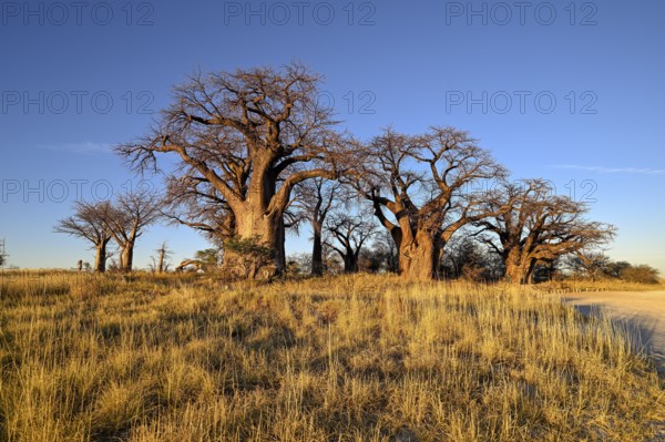 Baines Baobabs, baobab or baobab trees (Adansonia digitata), Kudiakam Pan, Nxai Pan National Park, near Gweta, Central District, Botswana