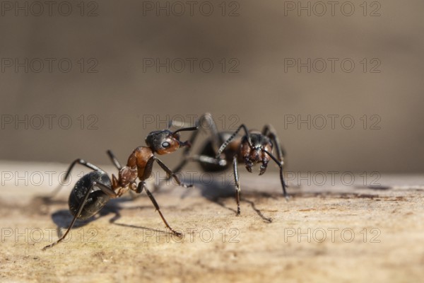 Red Wood Ants (Formica rufa), Emsland, Lower Saxony, Germany