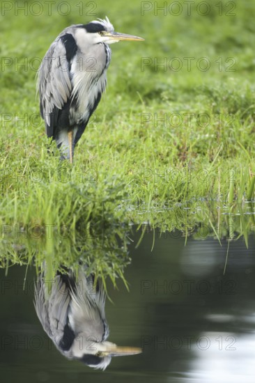 Grey Heron (Ardea cinerea), Netherlands