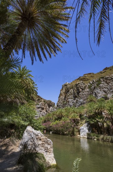 Palm grove in the Kourtaliatiko Gorge, Preveli Beach, south coast, Crete, Greece