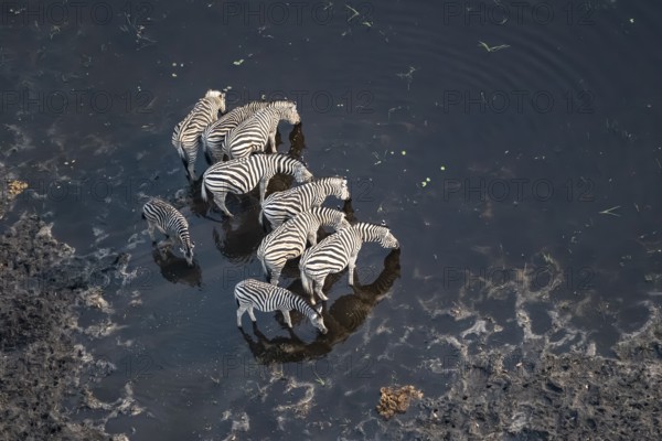 Steppe zebras (Equus quagga) drinking by the river, aerial view, Okavango Delta, Botswana