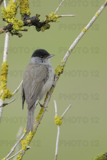 Eurasian Blackcap (Sylvia atricapilla) male, North Rhine-Westphalia, Germany