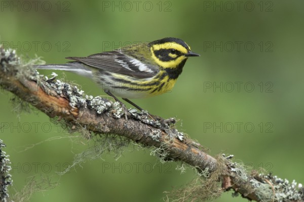 Townsend's Warbler (Setophaga townsendi) male perched on lichen branch, British Columbia, Canada