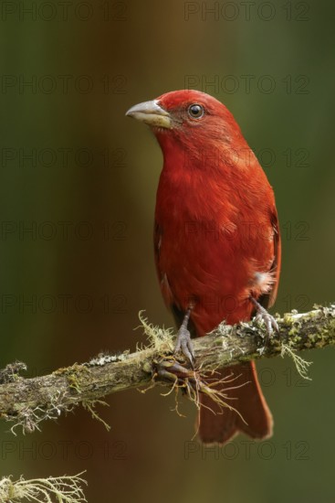Hepatic Tanager (Piranga flava) perched on a branch in the Andes mountains of Colombia