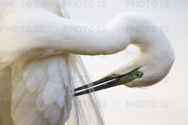 Great Egret (Ardea alba) preening, Pusztaszer, Hungary