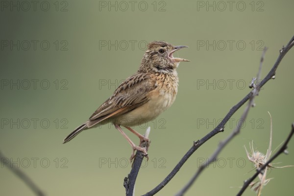 Bush Pipit (Anthus caffer), adult, on tree, on guard, singing, Pilanesberg National Park, North West Province, South Africa, Africa, Germany