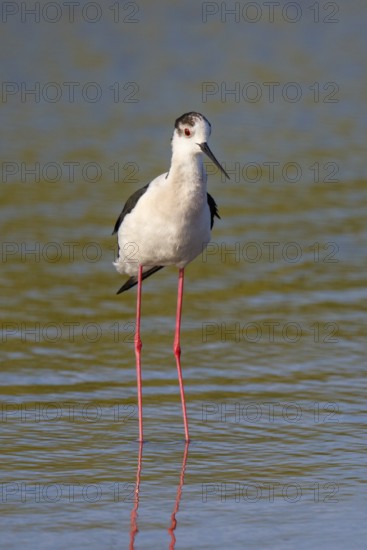Black-winged Stilt (Himantopus himantopus), Greece