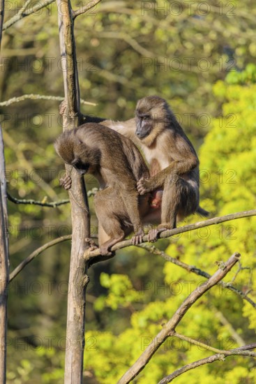 Two Drills (Mandrillus leucophaeus) mating high up in a tree. A green forest can be seen in the background
