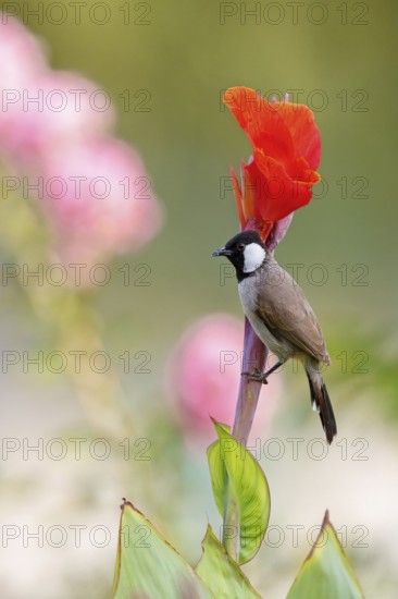 White-eared Bulbul, (Pycnonotus leucotis), animal, animals, bird, birds, family of bulbul, biotope, habitat, perch, foraging Muscat, Al Qurm Park, Oman, Middle East