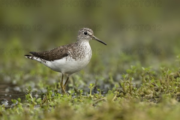 Solitary Sandpiper (Tringa solitaria), Texas, USA