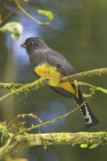 Guianan Trogon (Trogon violaceus), Costa Rica