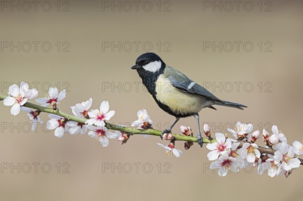 Great Tit (Parus major) perched in flowering almond tree, Aosta Valley, Italy