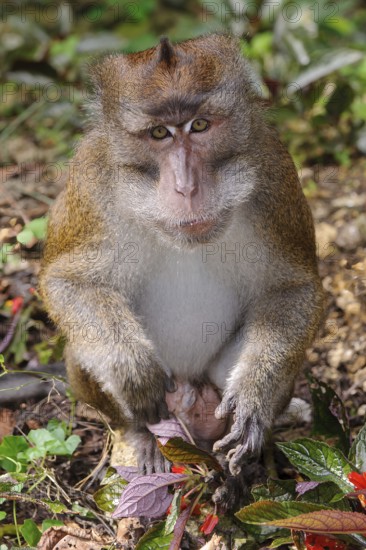 Portrait of Javanese monkey long-tailed macaque (Macaca fascicularis) looking directly at viewer, Rajah Sikatuna Protected Landscape National Park, Bohol, Visayas, Philippines