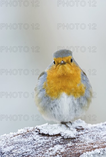 European Robin (Erithacus rubecula), Aosta Valley, Italy
