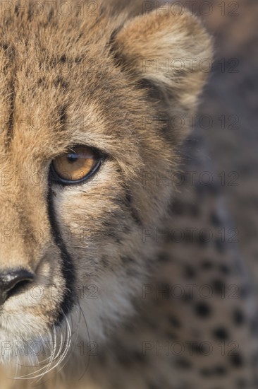 Cheetah (Acinonyx jubatus) portrait with detail of face, Castile-La Mancha, Spain