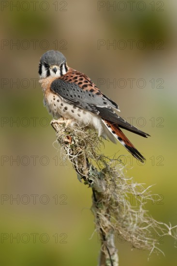 American Kestrel (Falco sparverius), Florida, USA