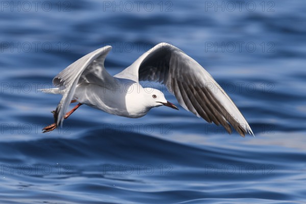 Slender-billed Gull (Chroicocephalus genei) flying, Eilat, Israel