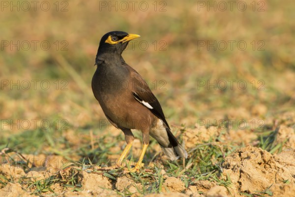 Common Myna (Acridotheres tristis), Phetchaburi, Thailand