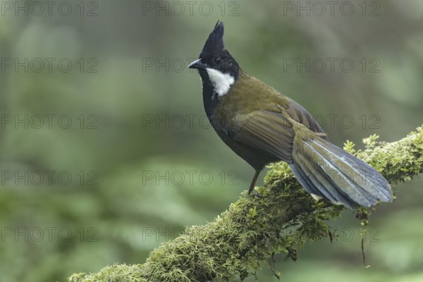 Eastern Whipbird (Psophodes olivaceus) perched on a branch in eastern Australia