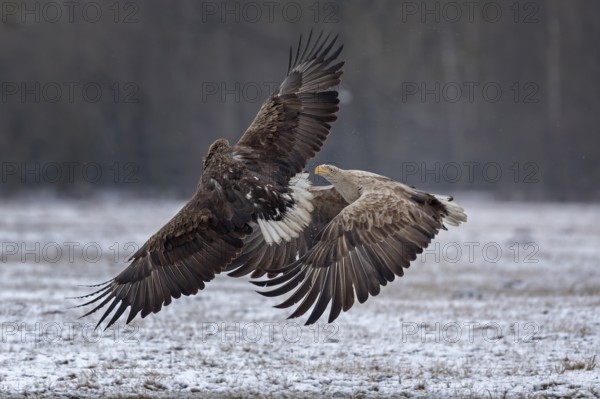 White-tailed Eagle (Haliaeetus albicilla) fighting, Poland
