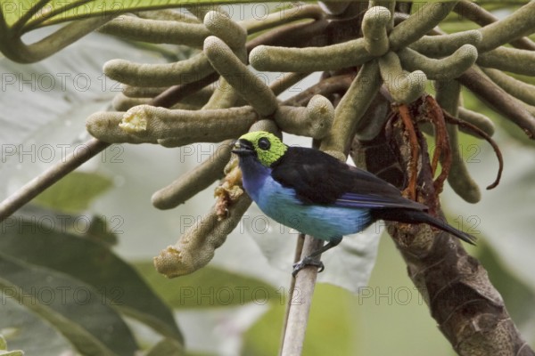 Paradise Tanager (Tangara chilensis), Ecuador
