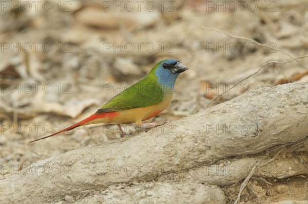 Pin-tailed Parrotfinch (Erythrura prasina) male, Doi Chaing Dao, Thailand