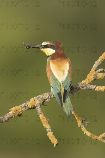 European Bee-eater (Merops apiaster) perched on a lichen branch with insect in beak, Serbia