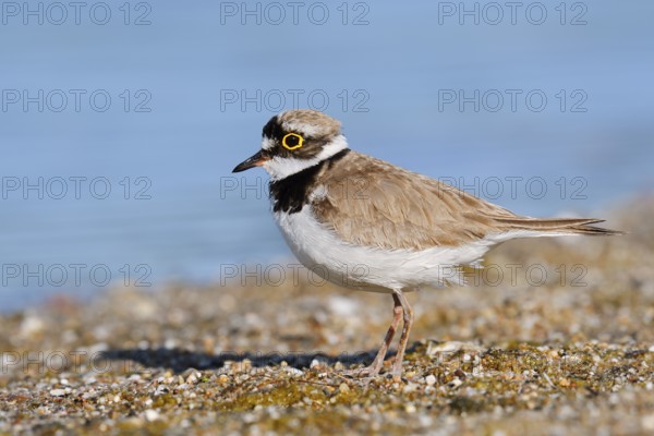 Little Ringed Plover (Charadrius dubius), North Rhine-Westphalia, Germany