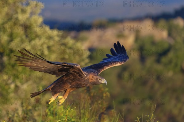 Golden Eagle, (Aquila chrysaetos), bird of prey, family of hawk-like birds, flight recording, biotope, habitat, foraging, El Millaron Golden Eagle Hide, Salorino, Extremadura / Caceres, Spain