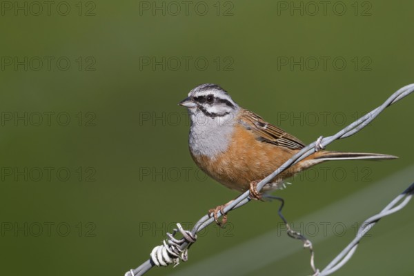 Rock Bunting -Zippammer - Emberiza cia ssp. cia, Germany, adult male