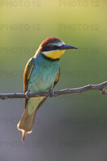 Bee-eater, (Merops apiaster), Animals, Birds, Raptor family, Perching station, Muselievo, Muselievo, Pleven, Bulgaria