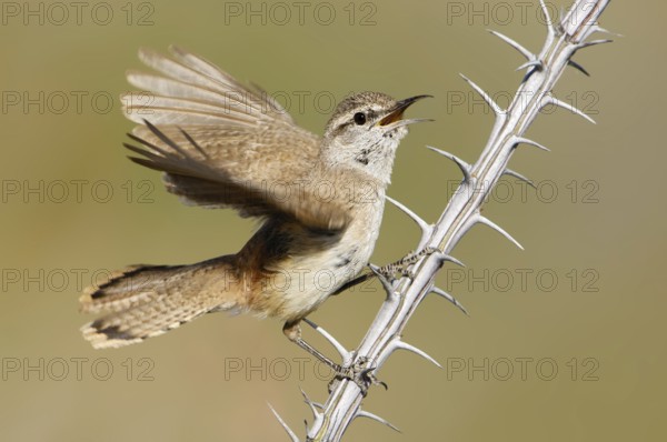 Rock Wren (Salpinctes obsoletus) singing, California, USA
