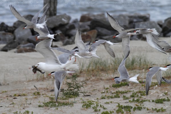 Common Tern (Sterna hirundo), Lower Saxony, Germany