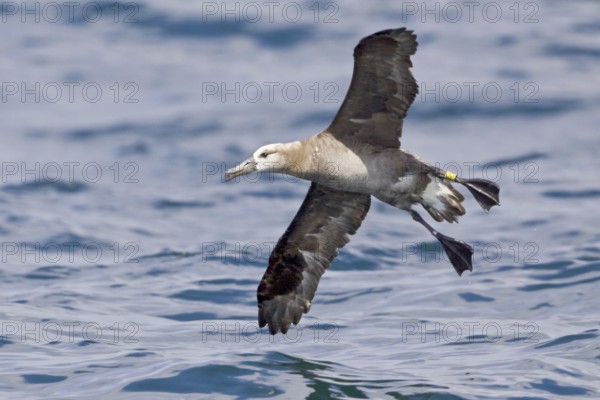 Black-footed Albatross (Phoebastria nigripes) flying, Washington, USA