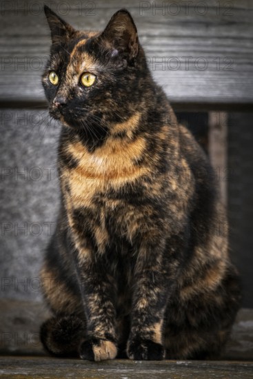 A tricoloured domestic cat (Felis Catus) sits in front of a wooden background and observes, Ternitz, Lower Austria, Austria