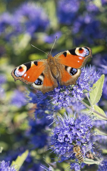 Bearded flower (Caryopteris × clandonensis 'Blauer Spatz'), BS Sämann, Germany