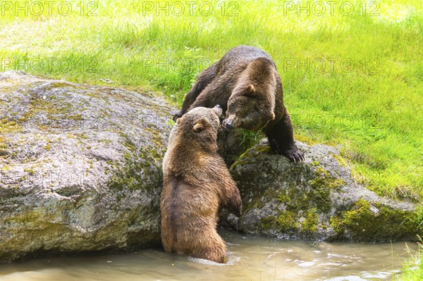 Eurasian brown bear (Ursus arctos arctos) playing with each other at a little lake, Bavarian Forest, Bavaria, Germany