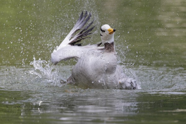 Bar-headed Goose (Anser indicus) bathing, Bavaria, Germany