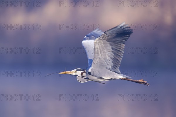 Grey Heron (Ardea cinerea) male, Hamburg, Germany