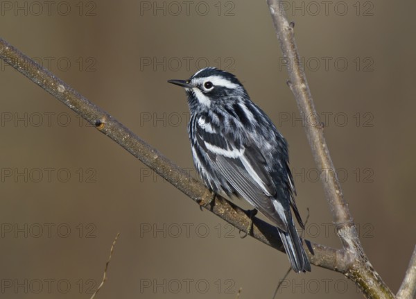 Black-and-white Warbler (Mniotilta varia), Ohio, USA