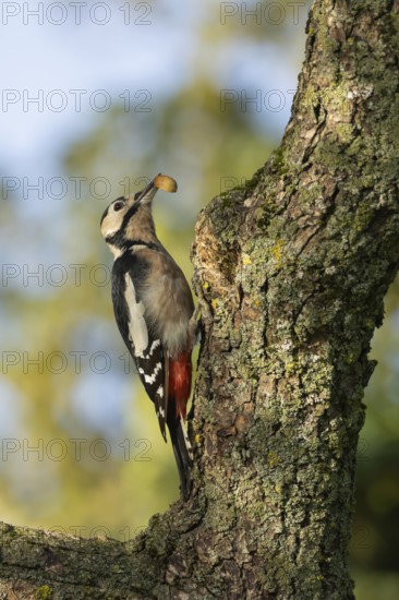 Great spotted woodpecker (Dendrocopos major) adult bird on a tree trunk with an acorn in its beak in autumn, Suffolk, England, United Kingdom