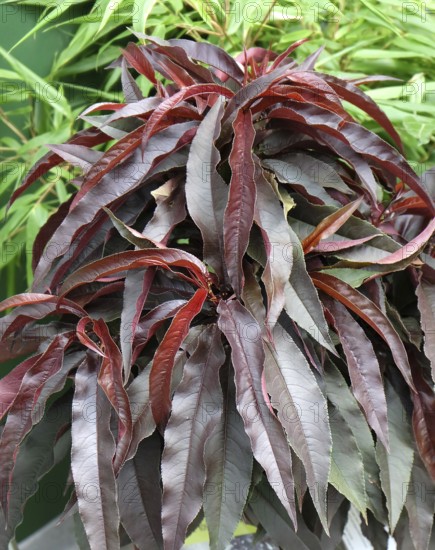 Dwarf peach (Prunus persica CRIMSON BONFIRE), Merkel family, Germany