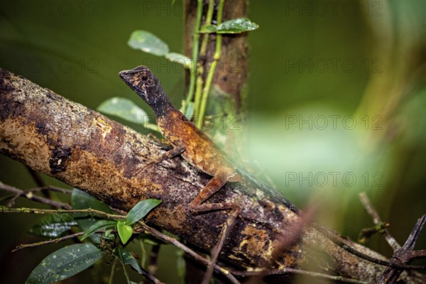 Well camouflaged lizard on a tree trunk in the dense forest, kangaroo lizard (Agasthyagama) in the jungle of Ratnapura in Sri Lanka