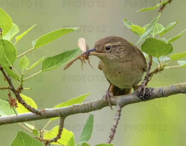 A House Wren, Troglodytes aedon, with its meal in Saskatchewan, Canada