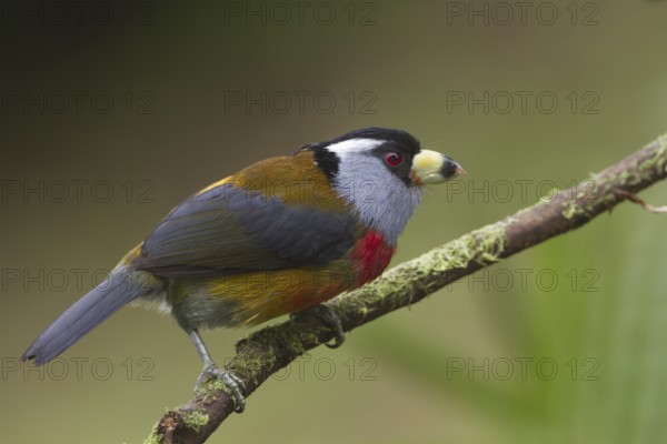 Toucan Barbet (Semnornis ramphastinus), Pichincha, Ecuador